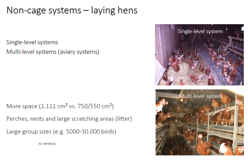<p><strong>System Types</strong><br>ā<strong>Single-level systems</strong><br>ā<strong>Multi-level systems</strong> (aviary systems)</p><p><strong>Space</strong><br>āMore <strong>space per bird</strong>: 1,111 cm² compared to 750ā550 cm² in conventional cages</p><p><strong>Features</strong><br>ā<strong>Perches</strong>, <strong>nests</strong>, and large <strong>scratching areas</strong> (litter)</p><p><strong>Group Sizes</strong><br>āLarge groups, e.g., 5,000ā30,000 birds</p><p><strong>Key Point</strong><br>āOn-cage systems provide <strong>more space and resources</strong> than conventional cages and support <strong>natural behaviors</strong> in <strong>large flocks</strong></p>