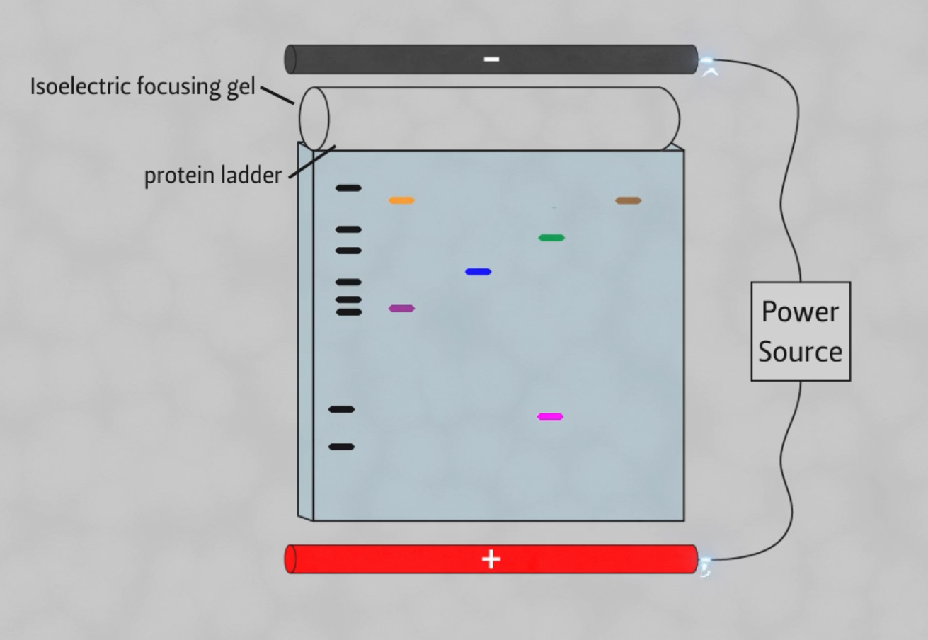 <p>The second gel used in 2D gel eletrophoresis of protiens. </p><p>Once the proteins are seperated by charge (by first gel), protiens will then go in SDS-PAGE gel to be seperated via size (molecular weight) </p><p>PAGE- PolyAcrylamide Gel Eletrophorises</p><p>(gel is made with polyacrylamide insted of agar)</p><p>SDS= Sodium dodecyl sulfate (- charge detergent that is added that will denature the protiens and code them with - charge so they migrate through gel according to their molecular weight) </p><p></p>