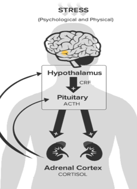 <p>How do corticosteroids effect the HPA axis?</p>