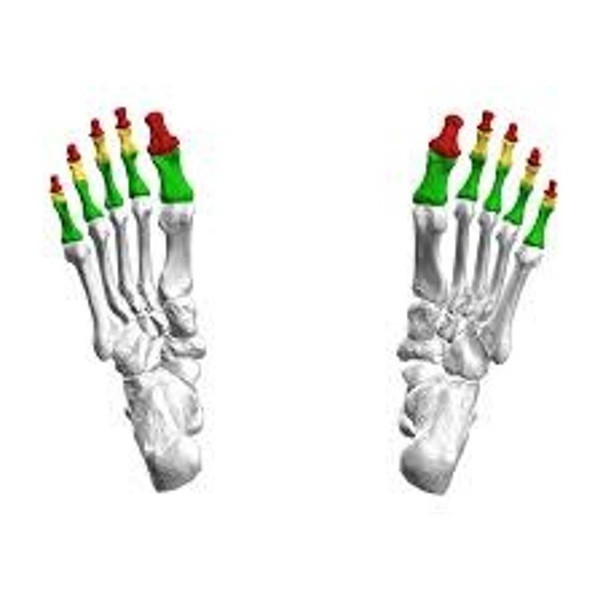 <p>foot</p>