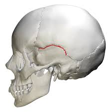 <p>Connects the parietal bone to the squamous part of the temporal bone, located just above the ear.</p>