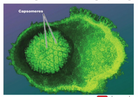 <p>what kind of virus shape is this? </p>