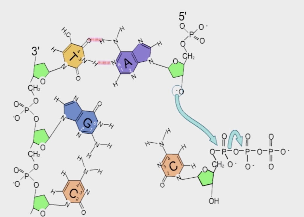 <p>Covalent bond between the 3' OH of one nucleotide and the 5' phosphate of another. </p>