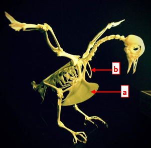 <p>This is the skeleton of a pigeon in class _______. Structure A is the _____ an extended sternum for attachment of flight muscles and structure B is the ______ a set of fused clavicles.</p>