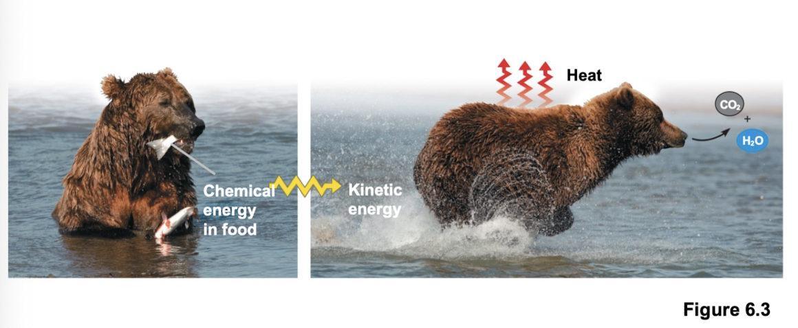 <p>organisms are open systems </p><ul><li><p>First law: energy is neither created nor destroyed</p></li><li><p>Second law: energy transfer/transformation increases entropy of the universe + some energy is lost to surroundings as heat</p></li></ul><p></p>