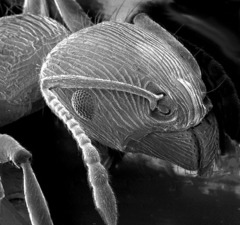 <p>exoskeletons</p>