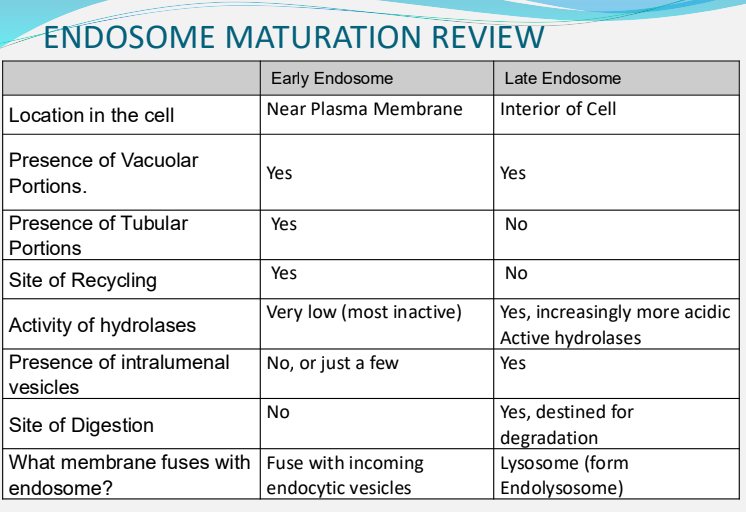 <p>early endosomes sort incoming cargo; some is recycled to the plasma membrane, while other cargo is sent for degradation. As early endosomes mature into late endosomes, they become more acidic, accumulate hydrolases and intraluminal vesicles, and lose recycling tubules. Late endosomes then fuse with lysosomes to form endolysosomes, where cargo is digested.</p>