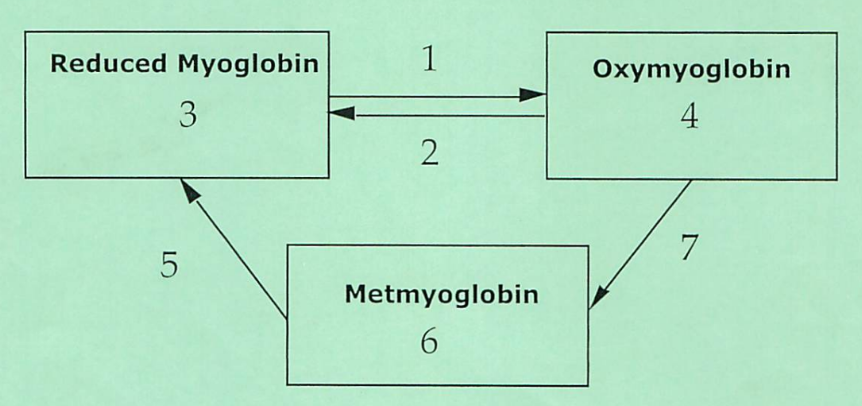 <p>Color of meat in oxymyoglobin</p>