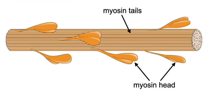 <p>-myosin tails</p><p>-myosin heads</p>