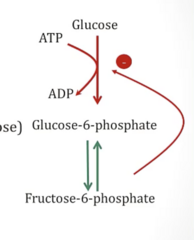 <p>- Fructose-6-Phosphate</p><p>- Inhibition overcome by ↑↑ [Glucose]</p>
