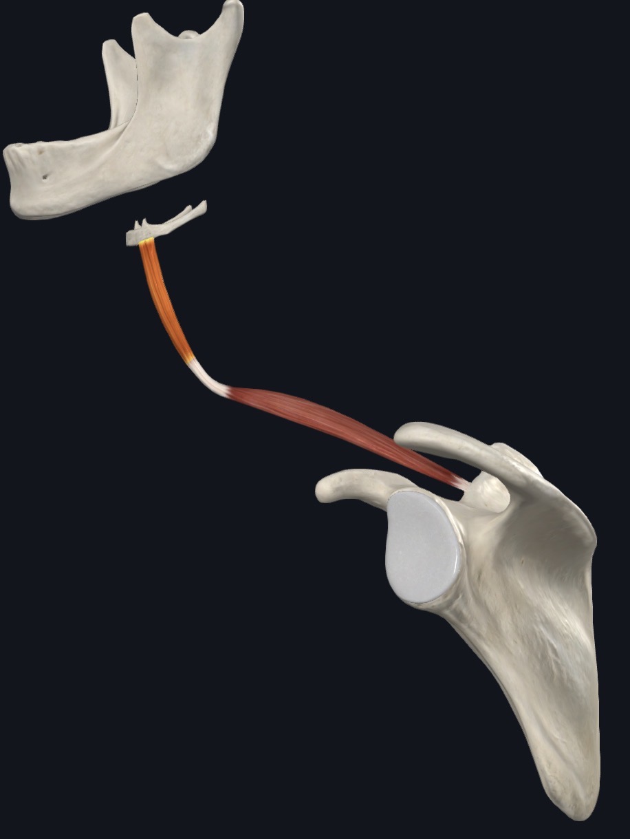 <p>Depressed, retracts, and steadies hyoid</p>