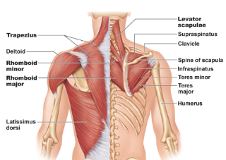 <p>(major and minor) – retract the scapula.</p><p>Innervated by dorsal scapular nerve (C4,5)</p>