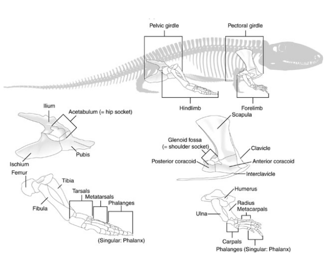 <ul><li><p>Beginning with the first non-amniote tetrapoda, the bones of the pelvic girdle become larger and more robust to transmit the weight of the body ventrally through the hind limbs</p></li><li><p>The pelvic girdle consists of three paired skeletal elements that form a “triangle” when views from the side</p></li></ul><p></p>