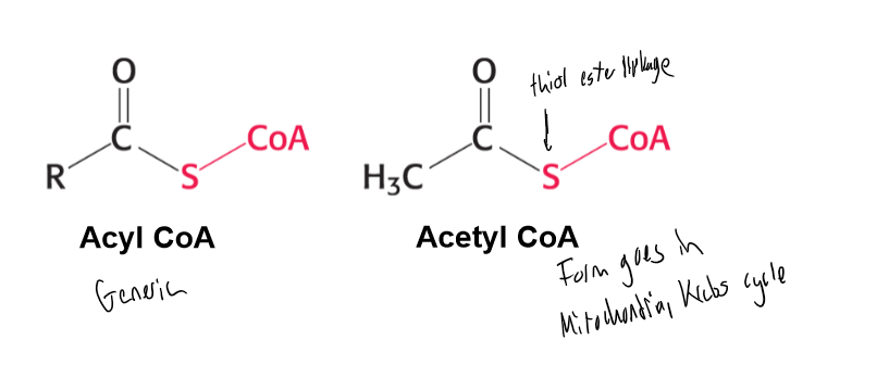 <p>A carrier of Acyl Groups. The reactive part is the terminal sulfhydryl group. The acyl group is picked up by the CoA by thiodiester bonds to for acetyl coA. SO just the CoA and S part binds to the acyl part. </p>