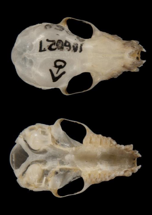 <p>Myotis septentrionalis</p>