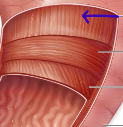 <p>most superficial muscularis layer</p>