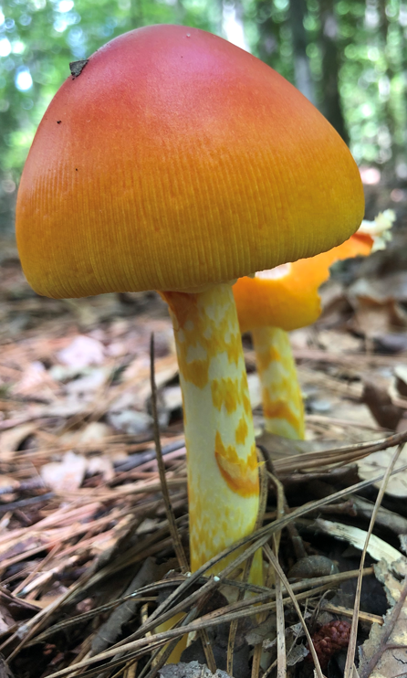 <p>Amanita jacksonii</p><p>Mycorrhizal</p>