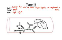 <p>-immune complexes</p><p>-mediated by IgG and IgE antibody antigen complexes</p><p>-antibodies bind antigen forming complexes that activate compliment</p><p>-neutrophils activate and release tissue damaging enzymes</p><p>-lupus, leprosy, feline infectious peritonitis</p>