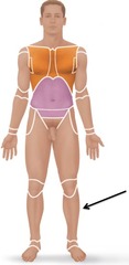 <p>Side of leg</p>