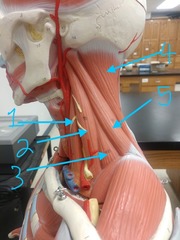 <p>#4</p>
