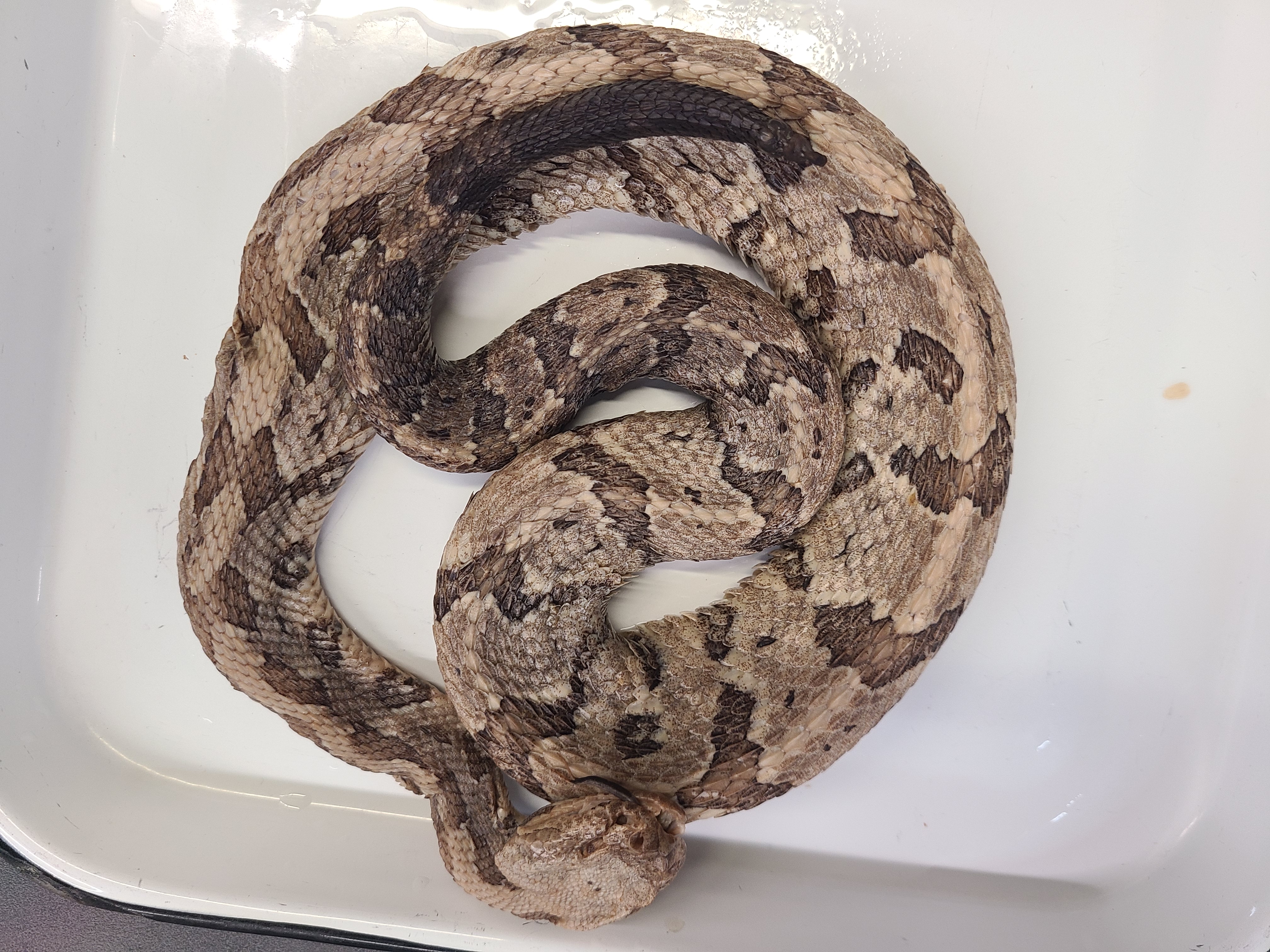 <p>Clade, Family, and Subfamily of Crotalus horridus</p>