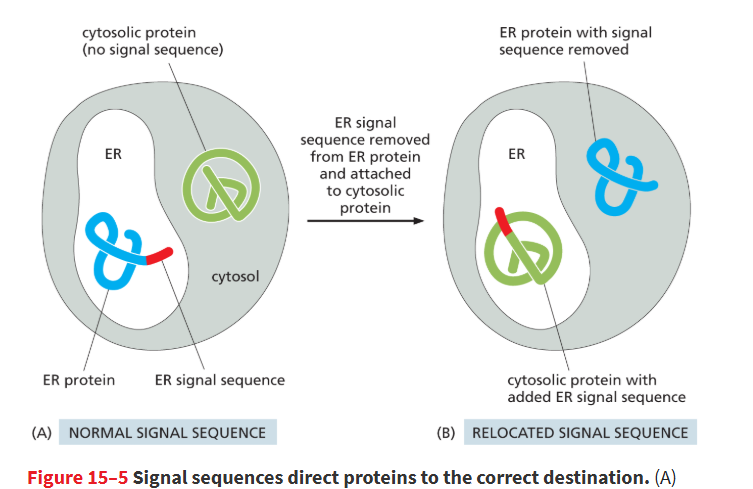 <p>they can delete or transfer the signal sequence from one protein to another and it will change the destination of the protein</p><ul><li><p>ex: they removed signal from ER protein and moved it to cystolic protein, and both proteins switched places</p></li></ul><p></p>