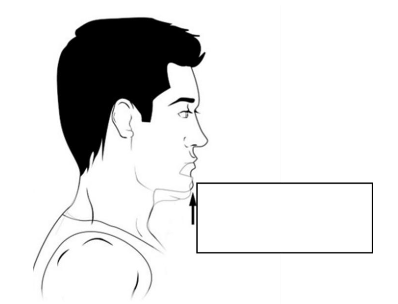 <p>what muscles are involved in this action?</p>