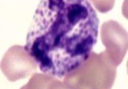 <p>identify what animal has this type of basophil</p>