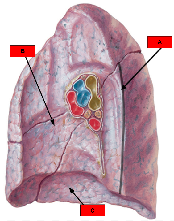 <p>What is indicated by A?</p>