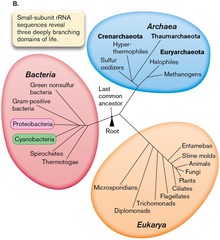<p>Bacteria, Archaea, Eukarya</p>