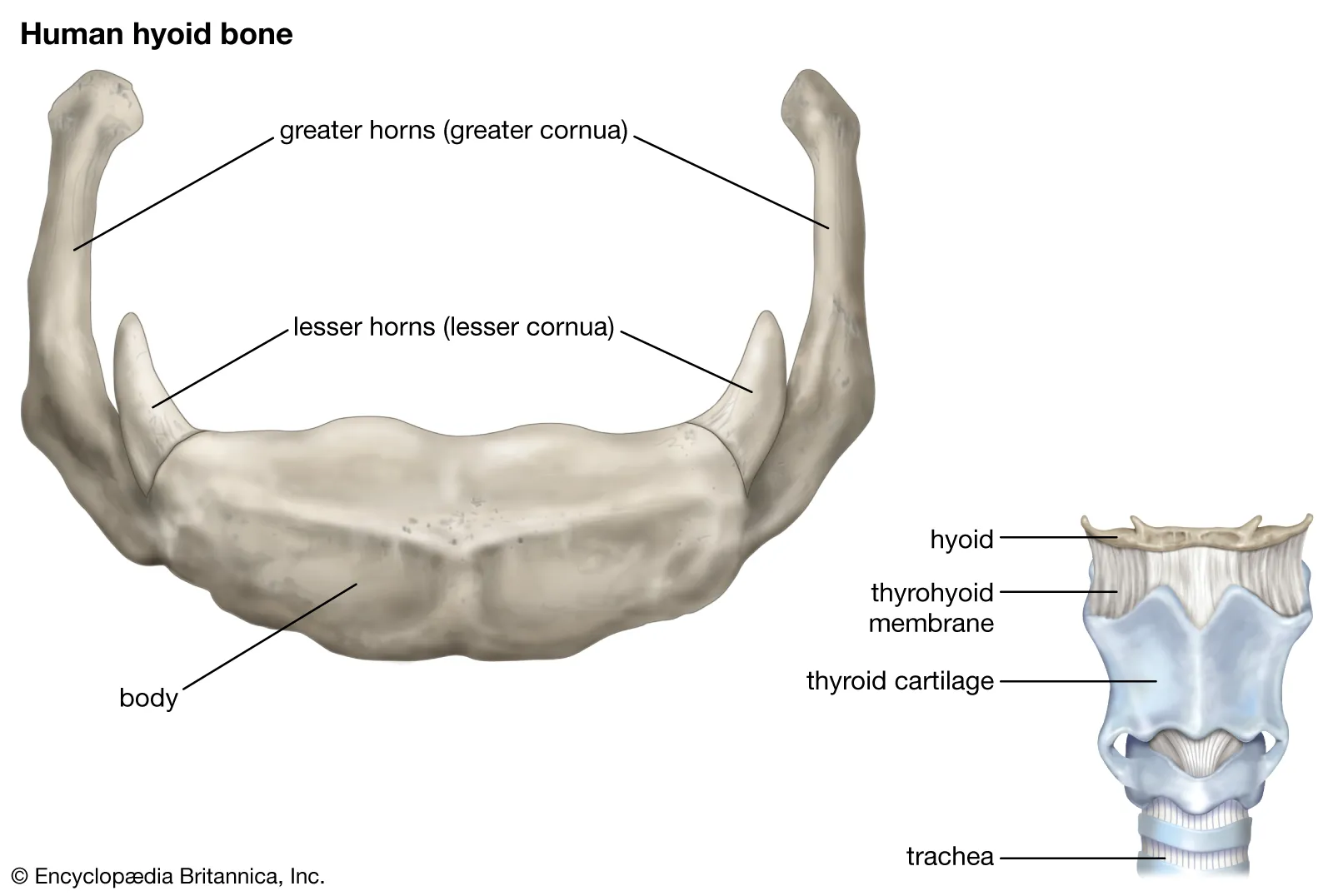 <p>what is the hyoid bone? what are its functions?</p>