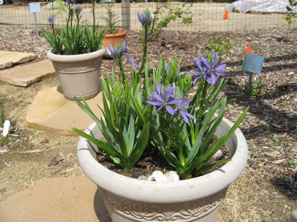 <p>Camassia leichtlinii</p>