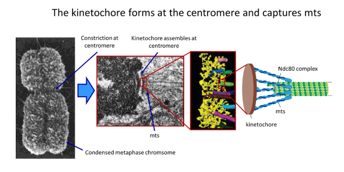 <ul><li><p>two <strong>kinetochores </strong>(protein complexes) assemble at the centromere of each chromosome, which grab onto the microtubules upon contact</p></li><li><p>this is carried out by a cluster of anchored <strong>minus-end </strong>protein motors called the <strong>Ndc80 complex</strong></p></li><li><p>this holds around the sides of each microtubule so the <strong>end</strong> is still <strong>free </strong>to depolymerise and polymerise</p></li><li><p>this allows the <strong>poleward flux</strong> (while tubulin subunits are lost from the minus end, they are added at the plus end- constant length but still dynamic)</p></li></ul><p></p>