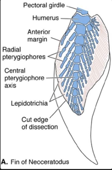 <p>scapula, humerus, series of pterygiophores</p>