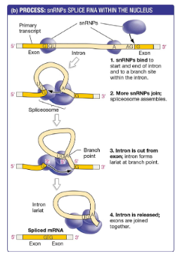<ol><li><p class="Paragraph SCXW191581700 BCX8" style="text-align: left;"><span style="line-height: 20.925px;">Binding of the snRNPs and formation of the spliceosome on the MRNA causes the formation of an RNA loop&nbsp;</span></p></li><li><p class="Paragraph SCXW191581700 BCX8" style="text-align: left;"><span style="line-height: 20.925px;">This loop is then cut by the spliceosome at the beginning of the intron&nbsp;</span></p></li><li><p class="Paragraph SCXW191581700 BCX8" style="text-align: left;"><span style="line-height: 20.925px;">The beginning of the intro is then permanently bonded to the end of the intron at a spot called the branch site&nbsp;</span></p></li><li><p class="Paragraph SCXW191581700 BCX8" style="text-align: left;"><span style="line-height: 20.925px;">The far end of the intron is cut and the two exons are connect tg w/ a covalent bond&nbsp;</span></p></li></ol><p></p>