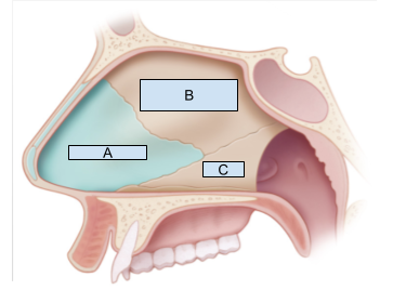 <p>Which structure is labeled C?</p>