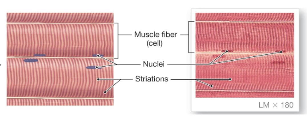 <p>attach to bones, control movement, and are striated</p>