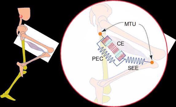 <p><span><strong><u><span>a) CE = composante contractile</span></u></strong></span></p><p><span><span>Elle correspond aux ponts </span><strong><span>actine-myosine</span></strong><span>, donc à la partie qui produit activement la force.</span></span></p><p><span><strong><u><span>b) SEE = composante élastique en série</span></u></strong></span></p><p><span><span>Elle correspond surtout au </span><strong><span>tendon</span></strong><span>.</span></span></p><p><span><strong><u><span>c) PEC = composante élastique parallèle</span></u></strong></span></p><p><span><span>Elle correspond à des éléments passifs comme :</span></span></p><ul><li><p><span><span>tissu conjonctif</span></span></p></li><li><p><span><span>sarcolemme</span></span></p></li><li><p><span><span>titine</span></span></p></li><li><p><span><span>desmine</span></span></p></li></ul><p></p>