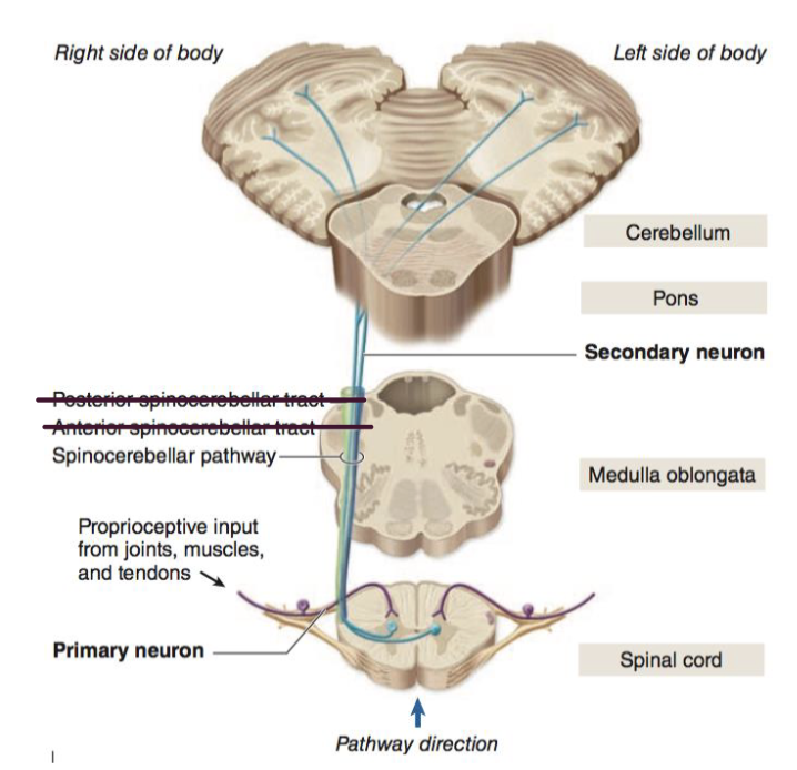 <p>Conscious proprioceptive information</p><ul><li><p>Dorsal column medial lemniscus pathway</p></li></ul><p>Unconscious proprioceptive information</p><ul><li><p><strong>Spinocerebellar tracts</strong> – To cerebellum</p></li><li><p>Spinal interneurons – Spinal reflexes</p></li></ul><p></p>