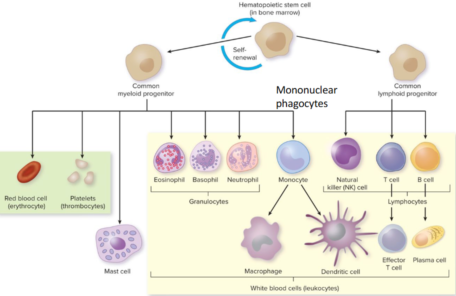 <ul><li><p>Hematopoietic stem cells</p></li><li><p>red blood cells (erythrocytes) → O2</p></li><li><p>platelets → clotting</p></li><li><p>white blood cells (leukocytes) → defense</p></li></ul><p></p>