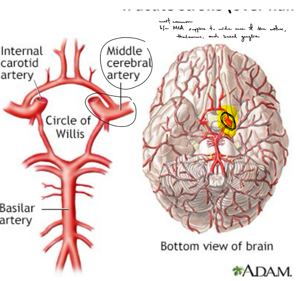 <p><strong><u>middle cerebral artery (MCA)</u></strong> is most common artery involved in strokes</p><ul><li><p>involved in most <u>ischemic </u>strokes</p></li></ul><p>is the most common b/c the <u>MCA supplies blood to a large area of the cortex, thalamus, and basal ganglia</u></p><ul><li><p>SO it <u>has a wide range of symptoms depending on which branches/structures are affected</u></p></li></ul><p></p>