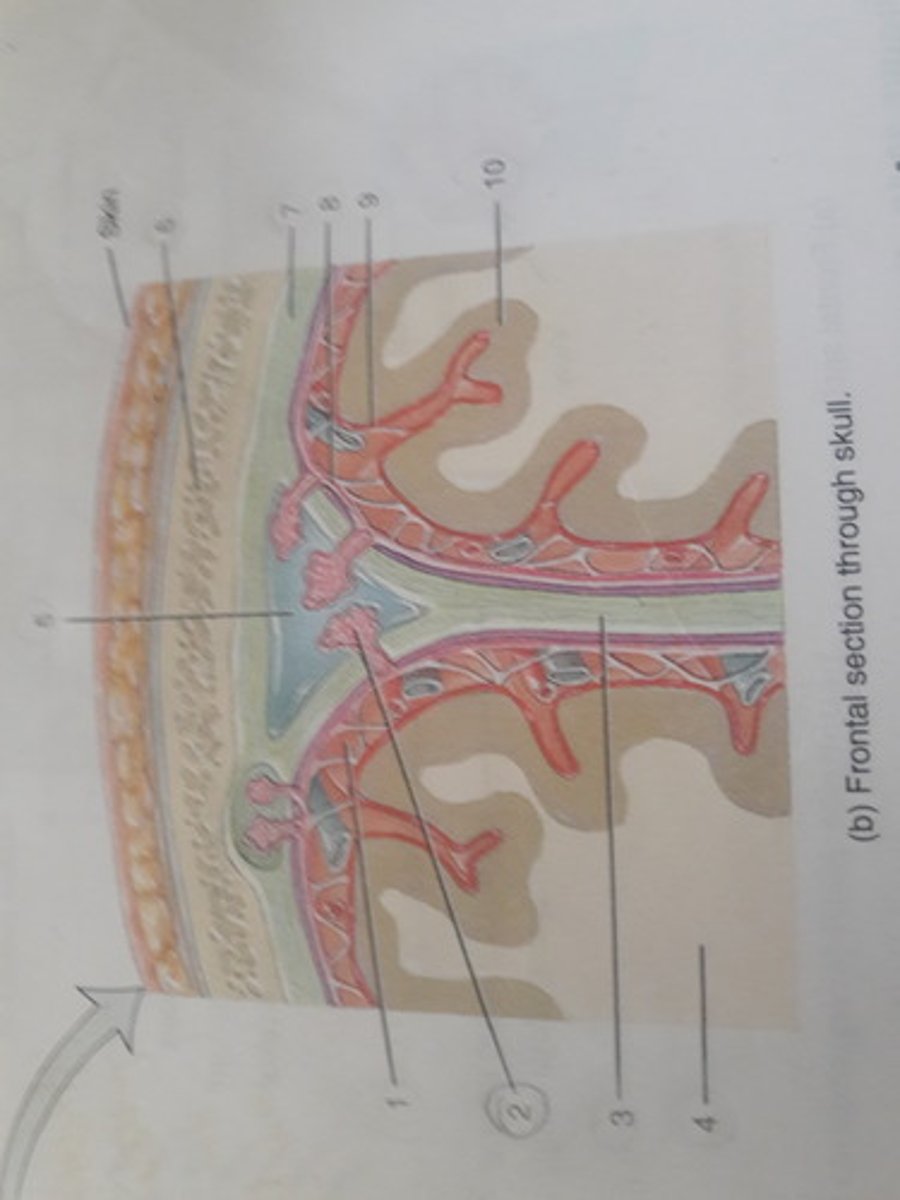 <p>Projections of the arachnoid mater into the dural sinuses.</p>