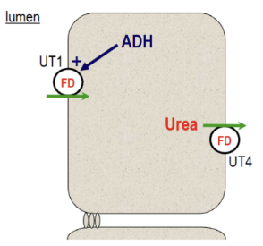 <p>concentrated urea in the inner medullary collecting duct (IMCD) is reabsorbed in the presence of ADH. ADH stimulates UT1 (via phosphorylation) activity and expression. UT1 and UT4 are two facilitated transport mechanisms.</p>
