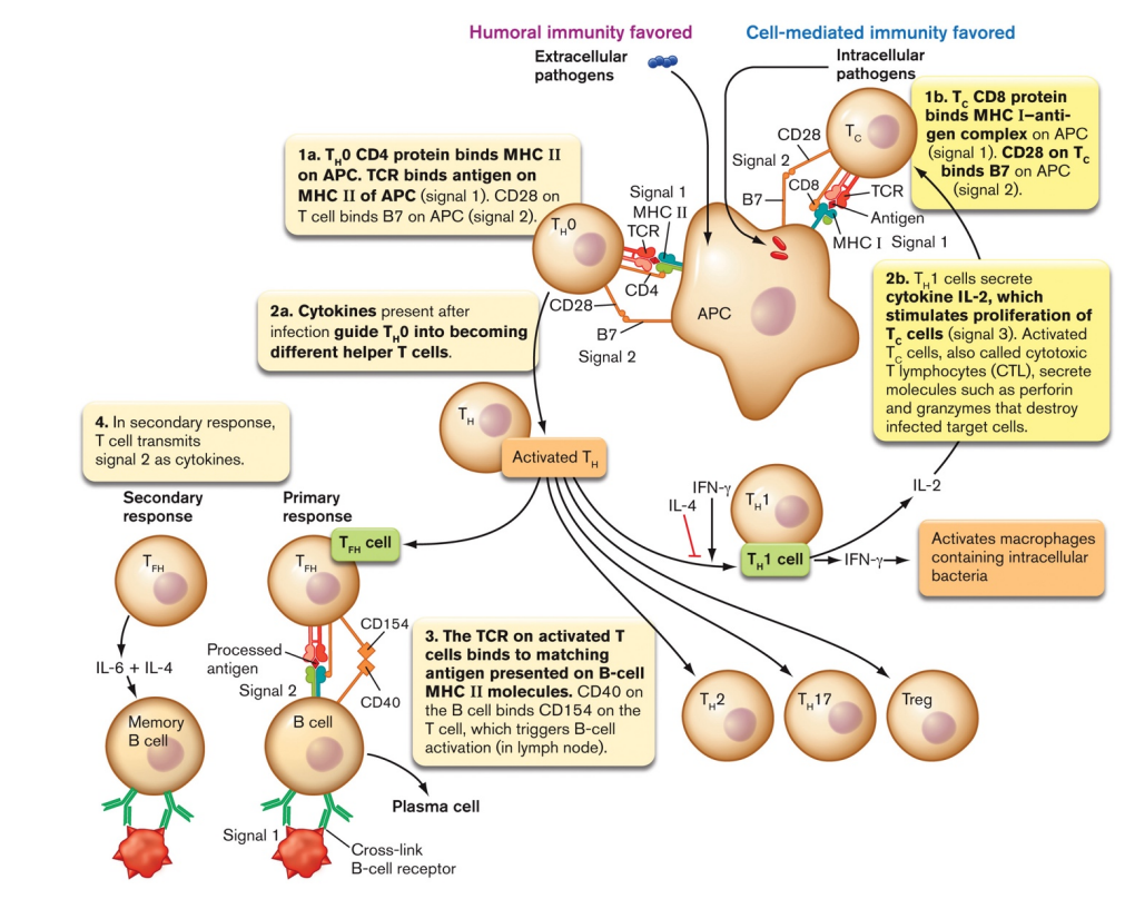 <p>Adaptive Immunity (third line of defense)</p><ul><li><p>a naive T-helper cell (TH0) recognizes the foreign antigen/class II MHC via its T-cell receptor (TCR) and CD4 co-receptor </p><ul><li><p>binding of B7 & CD28 serves as confirmation signal </p></li></ul></li><li><p>APC releases cytokines, triggering development of TH0</p></li></ul><p></p>