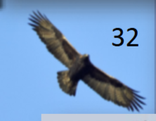 <p>huge; broad, flat wings, visible primary notches; whitish base to secondaries</p>