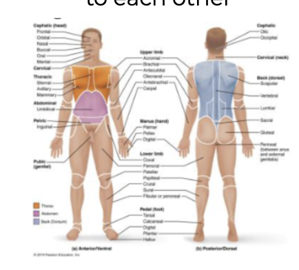 <p>the study of the body’s structure by region, such as the head, abdomen, or arm, and how the structures in that region relate to each other </p><ul><li><p>ex: abdomen</p></li></ul><p>(what we focus on for lab)</p>