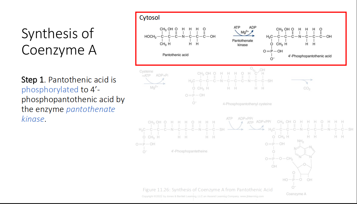 <p>4’- phosphopantothenic acid by the enzyme pantothenate kinase.</p>