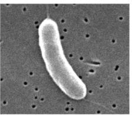 <p>Vibro (pl. vibrios)</p>