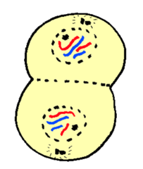 <p>reformation of nuclear membranes;</p><p>around chromosomes at each pole;</p>