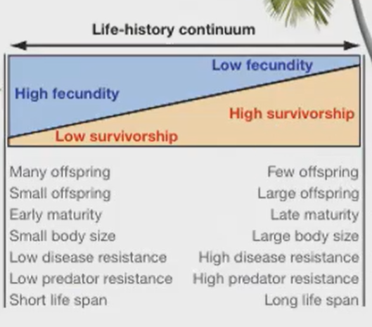 <p><span style="background-color: transparent;">Life History &amp; Fitness Trade-Offs</span></p><ul><li><p><span style="background-color: transparent;">Trade offs between <strong>survivorship </strong>and <strong>fecundity</strong></span></p><ul><li><p><span style="background-color: transparent;">How many offspring are <strong>produced </strong>vs how many <strong>make it to adulthood</strong></span></p></li></ul></li><li><p><span style="background-color: transparent;">Same species living in different <strong>areas </strong>can have different fecundity vs survival rates</span></p></li><li><p><span style="background-color: transparent;">Successful invasive species show <strong>diverse </strong>life history patterns and adaptation&nbsp;</span></p></li></ul><p></p>